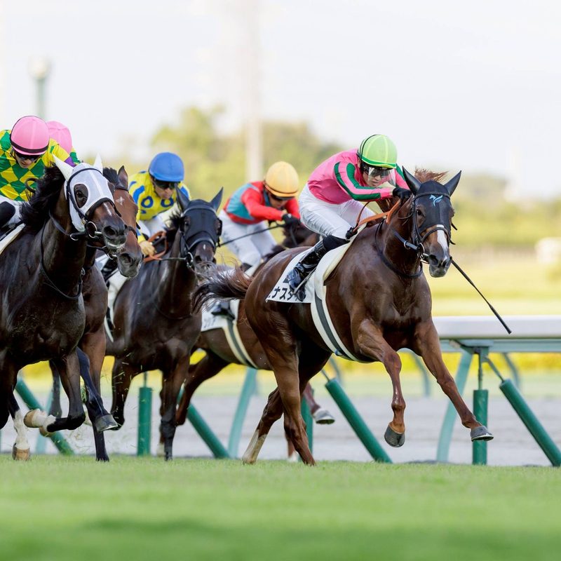 image-horse-race-800x800